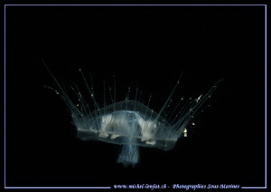 Fesh Water Jelly Fish... Small lake not far from home in ... by Michel Lonfat 